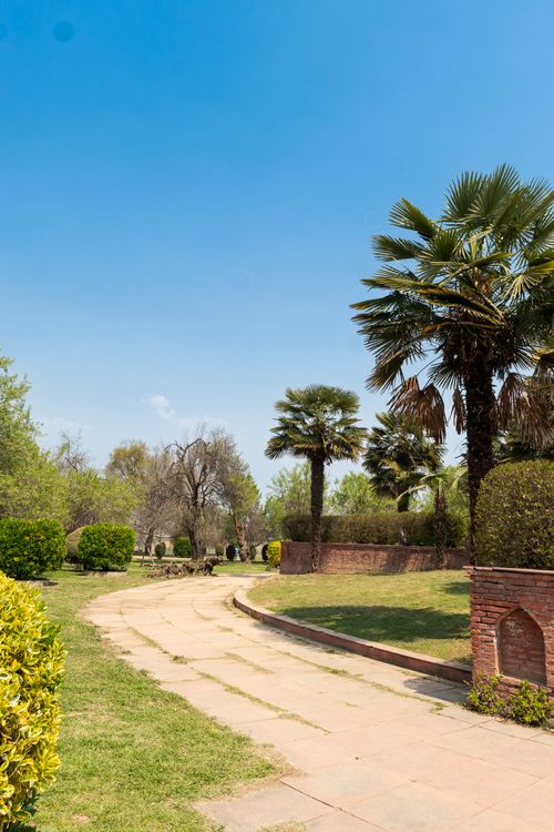 Free Explore a tranquil pathway lined with palm trees under a clear blue sky in early spring. Stock Photo