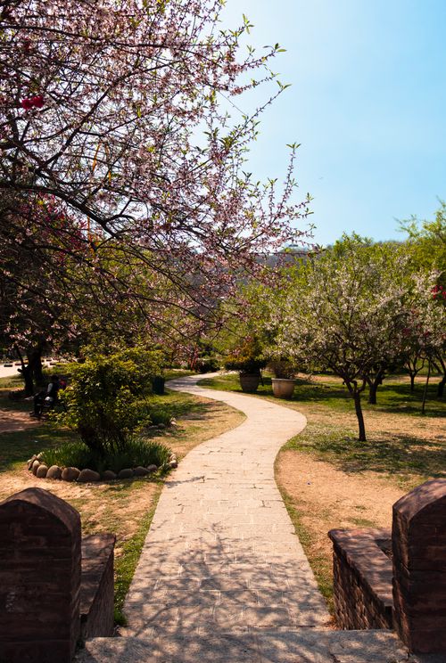 Free A picturesque garden pathway surrounded by blooming trees, symbolizing the renewal of early spring. Stock Photo