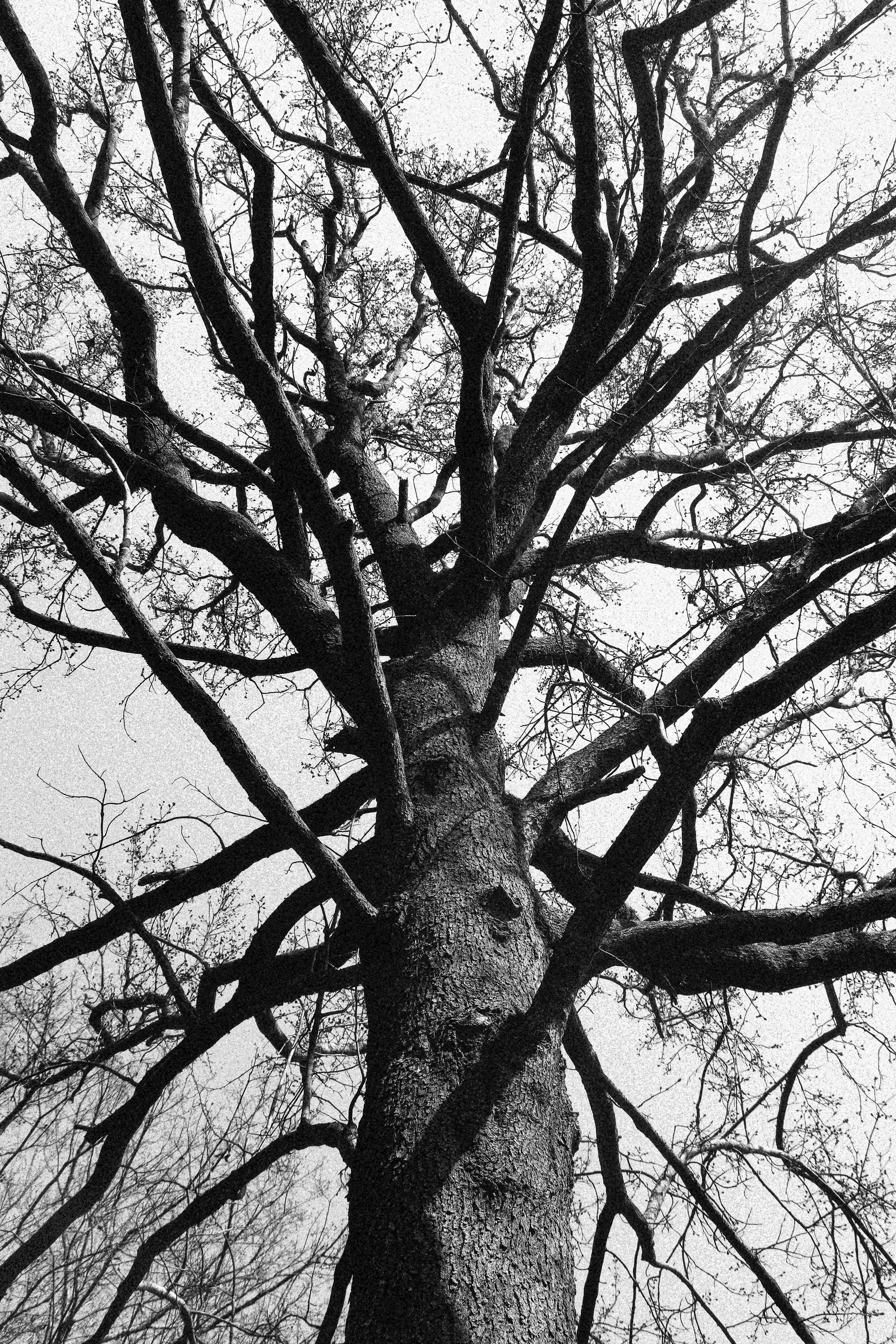Artistic black and white photo capturing the striking branches of a leafless tree.