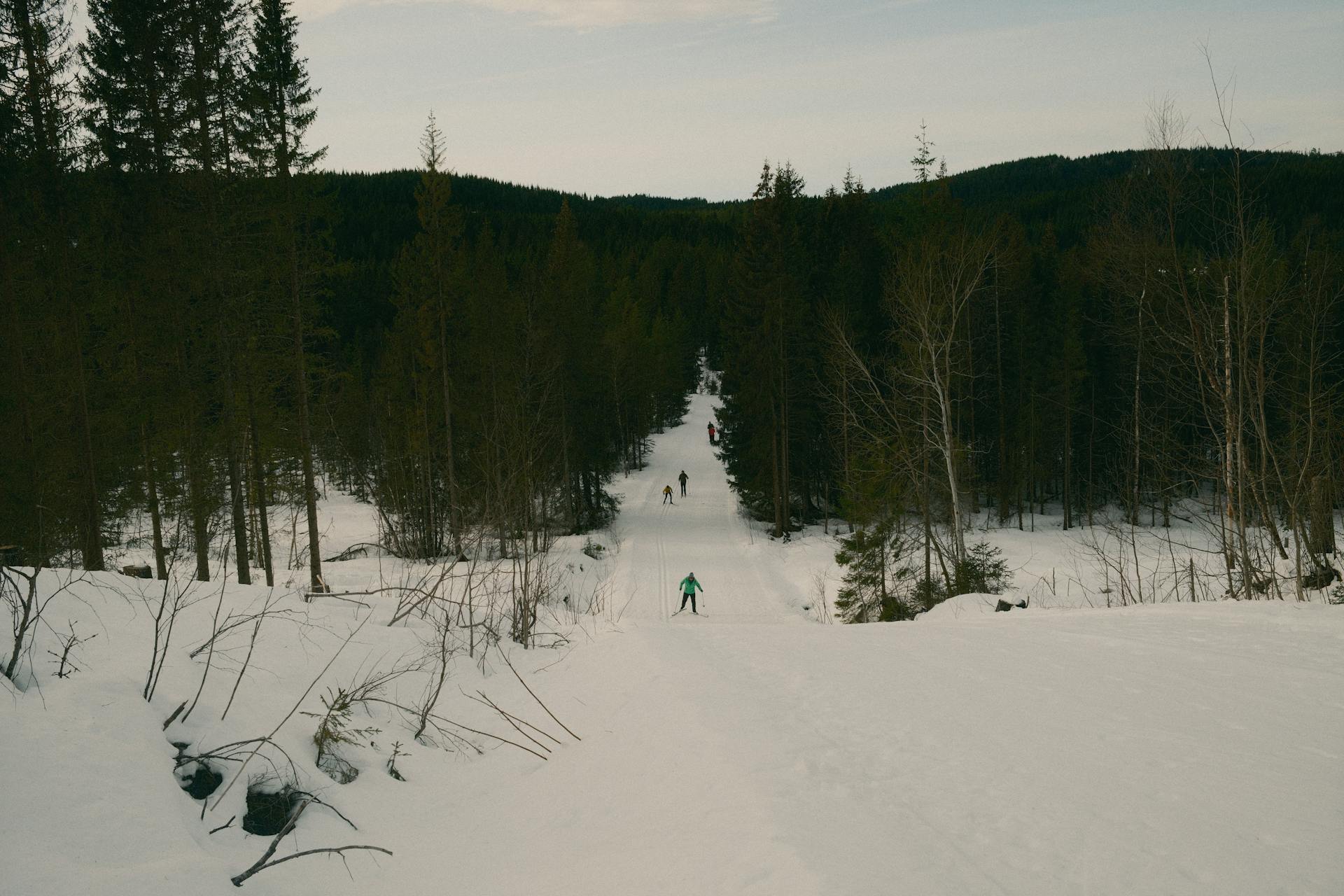 A scenic winter landscape featuring cross-country skiers on a snowy forest trail.