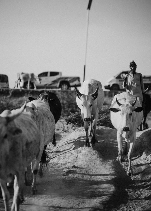 Free Black and white image of cattle driven by a farmer along a path with vehicles in the background. Stock Photo