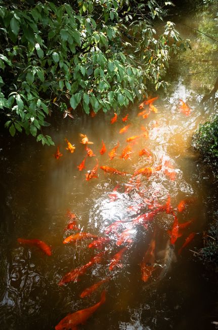 Bungeoppang: Ikan Emas yang Bikin Hoki Bungeoppang: Ikan Emas yang Bikin Hoki