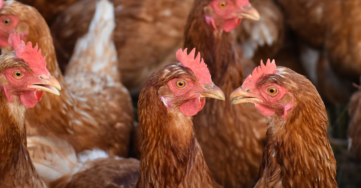 東華大學推「生活養雞學」課程 20隻「雞老師」陪你上課趣味十足