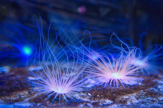 Colorful display of tube worms in a vivid underwater aquarium setting, showcasing delicate tentacles.