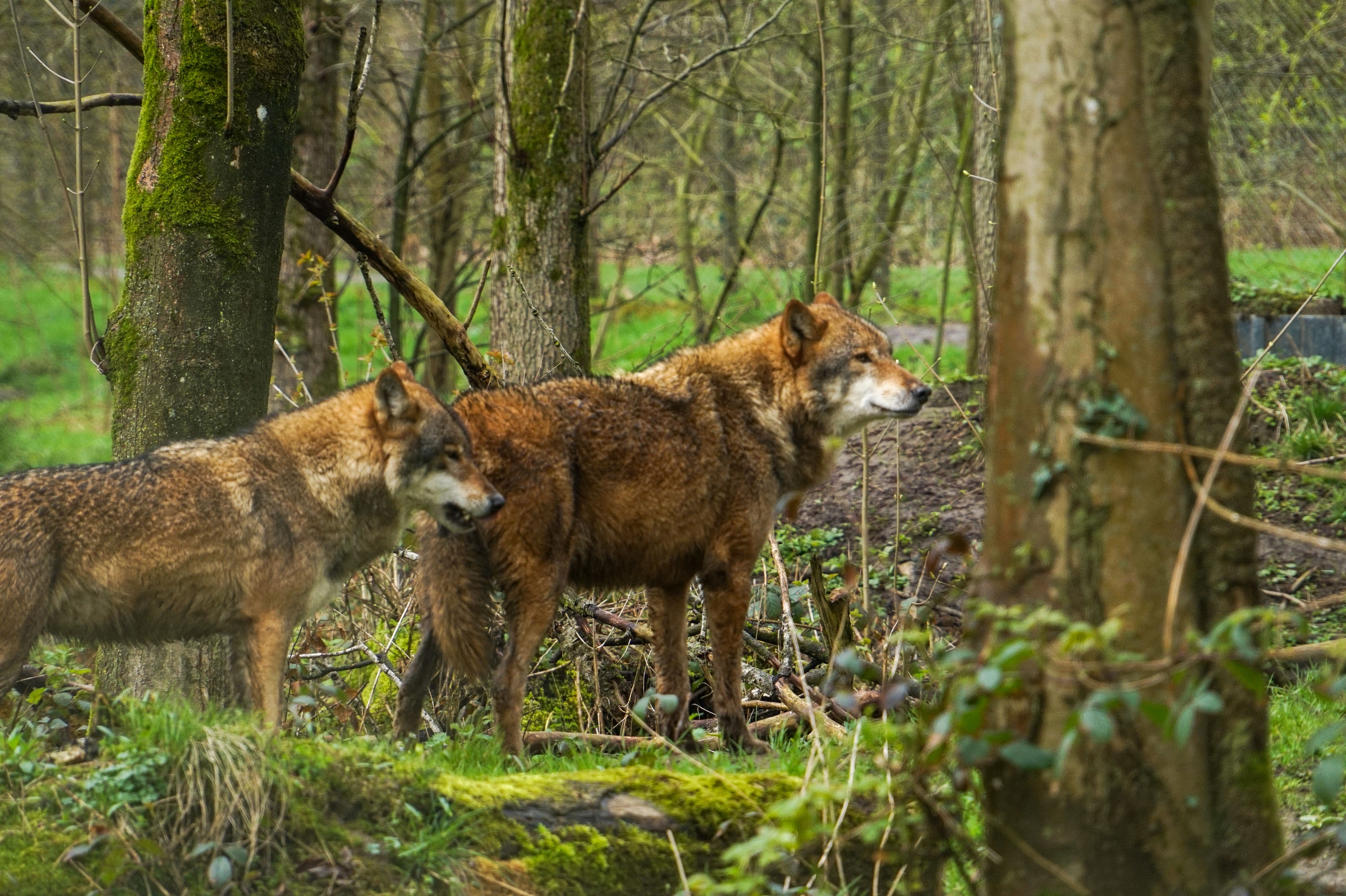 majestic wolves roaming forest in springtime
