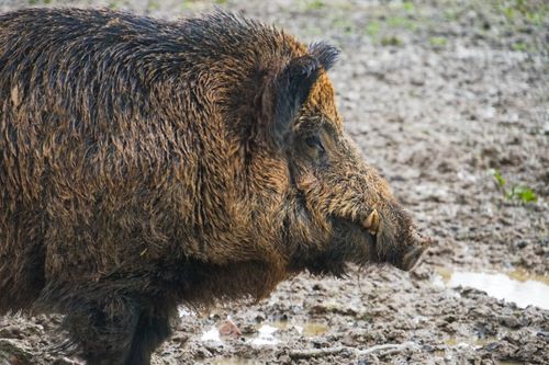 Free Detailed image of a wild boar in its natural, muddy environment, showcasing its rough fur and tusks. Stock Photo