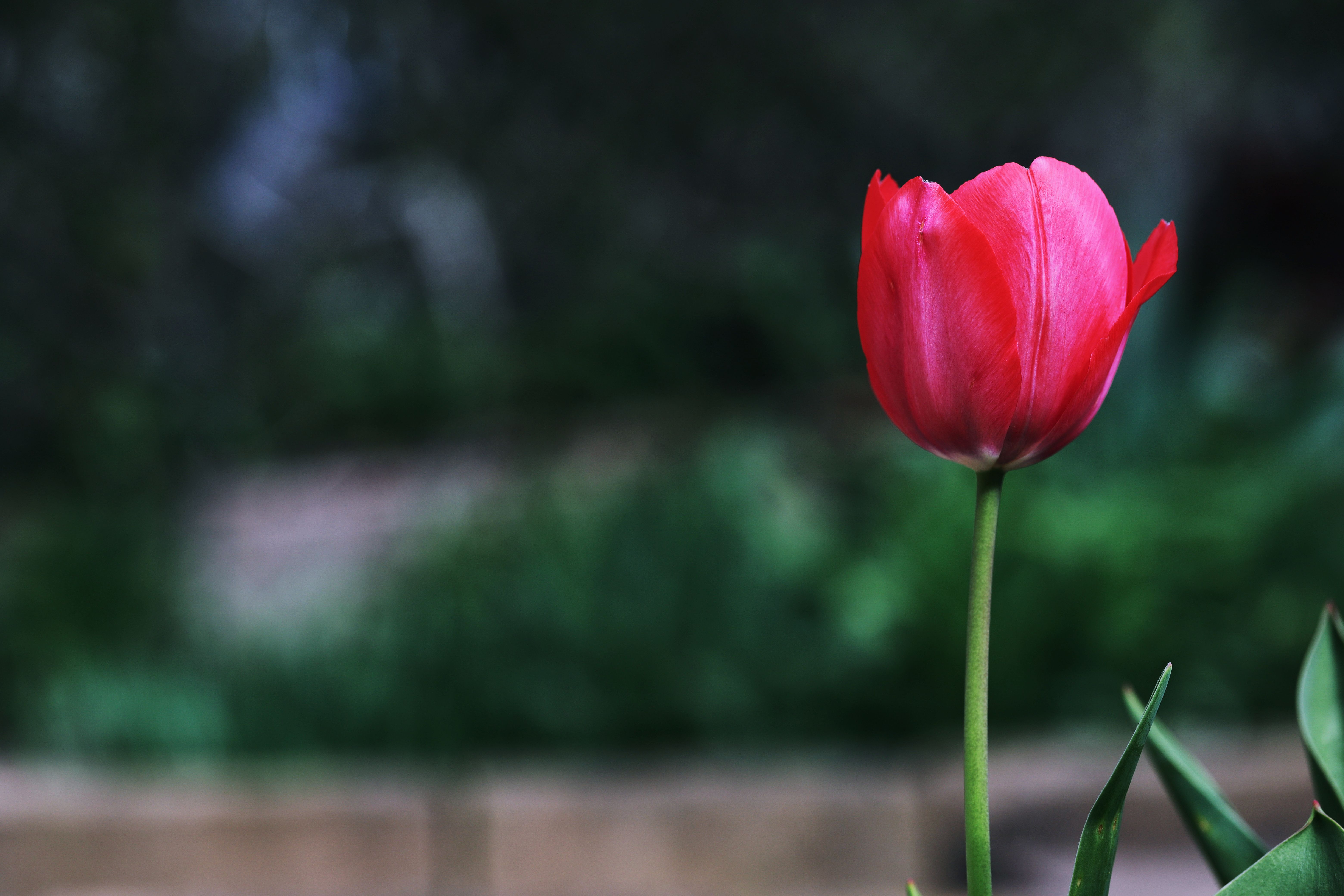 チューリップ（Tulip）の花