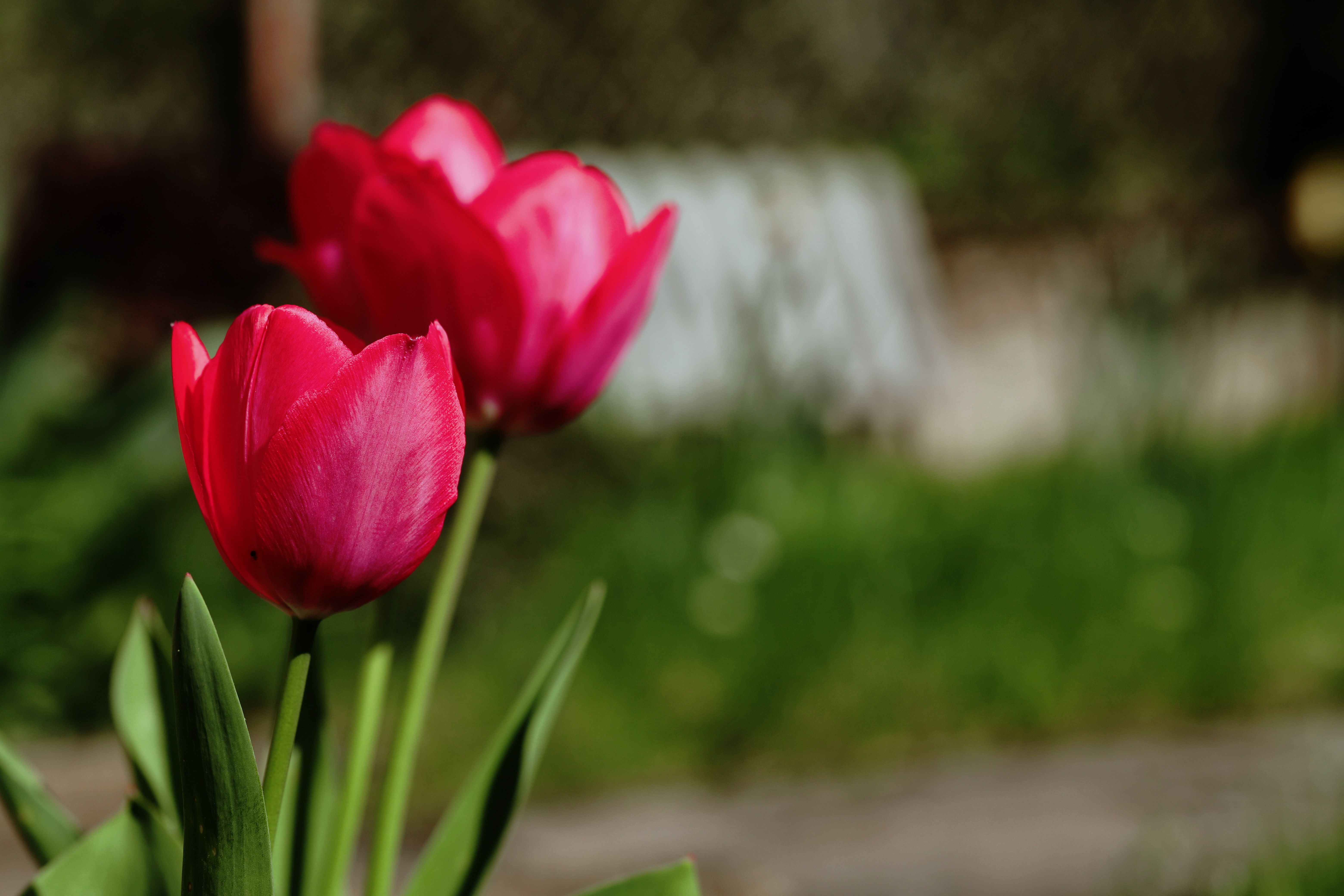 Vibrant Red Tulips in Springtime Garden · Free Stock Photo