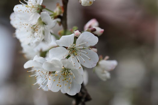 Detailed shot of white cherry blossoms in full bloom, showcasing nature's beauty.