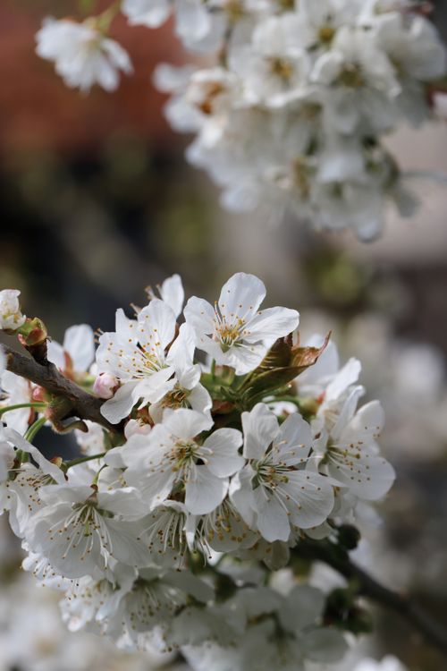 Free A beautiful close-up view of cherry blossoms blooming in spring, showcasing delicate white petals. Stock Photo