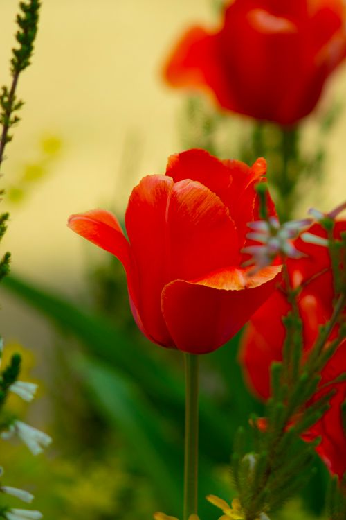 Free Close-up of a bright red tulip blooming amidst spring flowers. Captures nature's beauty. Stock Photo