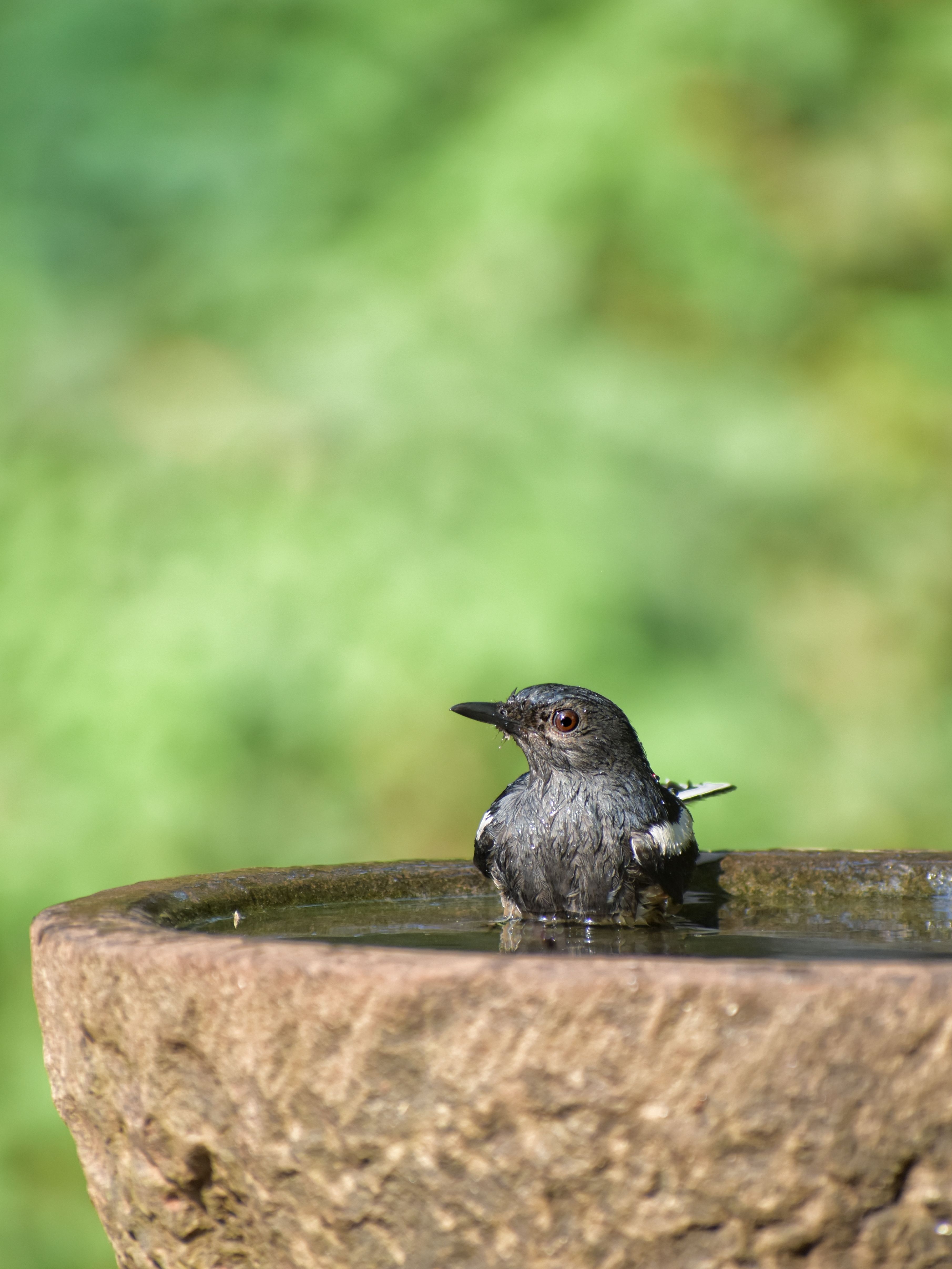 An Oriental Magpie Robin enjoys a refreshing bath in a stone birdbath outdoors in India.