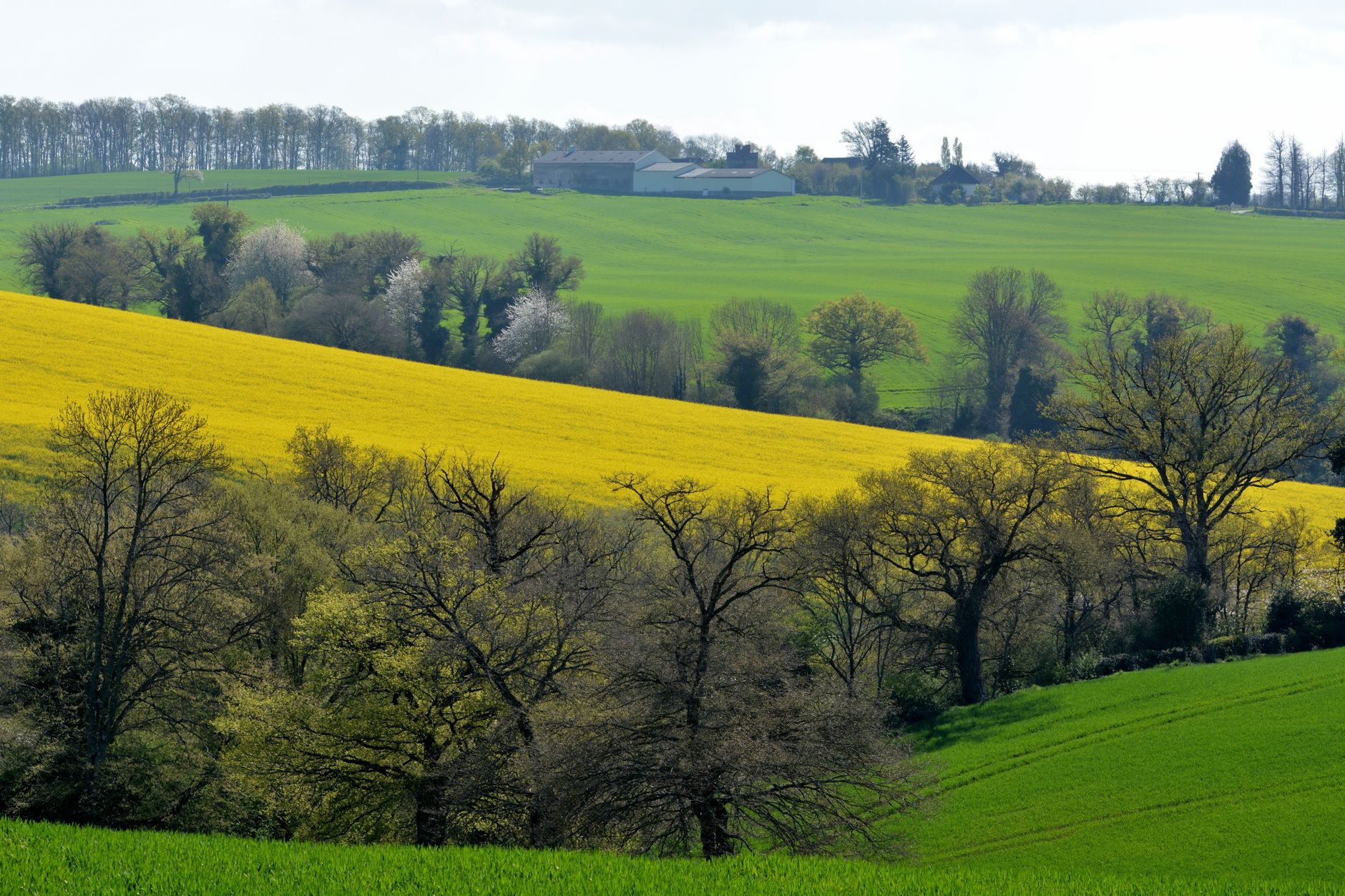 Scenic spring view of vibrant colza fields and lush green hills in Creuse, France.