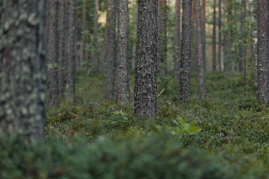 Peaceful coniferous forest scene with tree trunks and green undergrowth.
