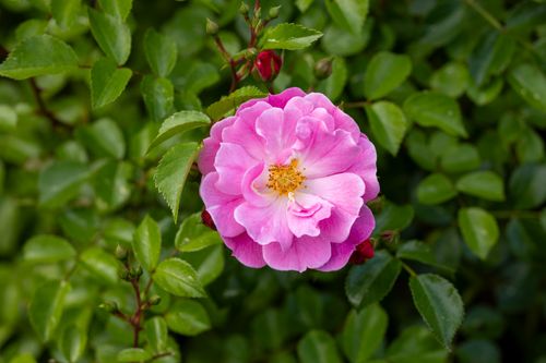 Free Close-up of a vibrant pink rose blossom surrounded by lush green leaves in a Southborough garden. Stock Photo