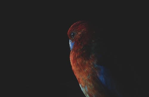 Close-up Of A Red And Blue Feathered Bird