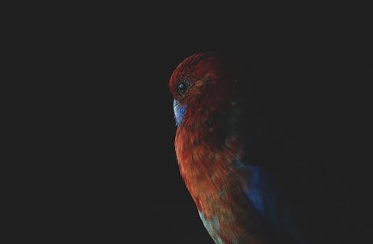 Close-up of a colorful Rosella parrot against a dark background, showcasing vibrant plumage and side profile.