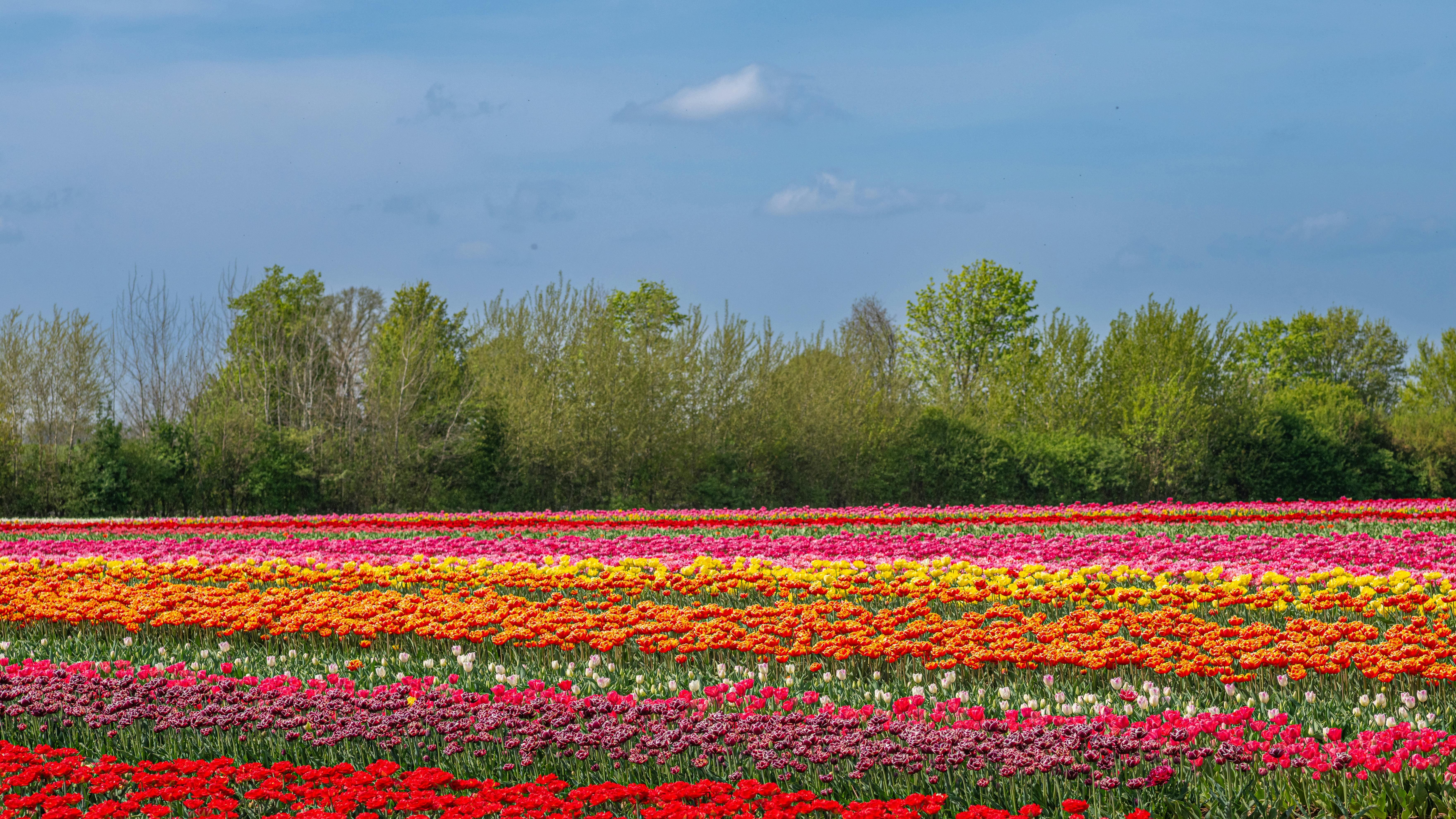 Vibrant tulip field in full bloom during springtime under clear blue skies.
