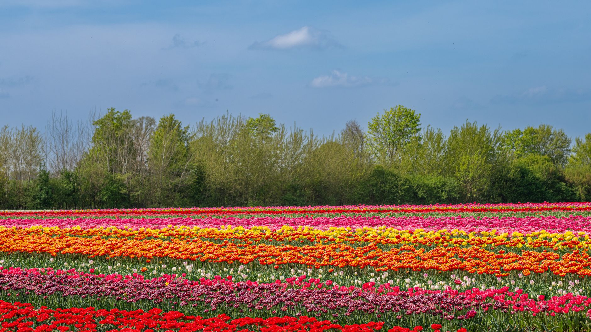 Vibrant tulip field in full bloom during springtime under clear blue skies.