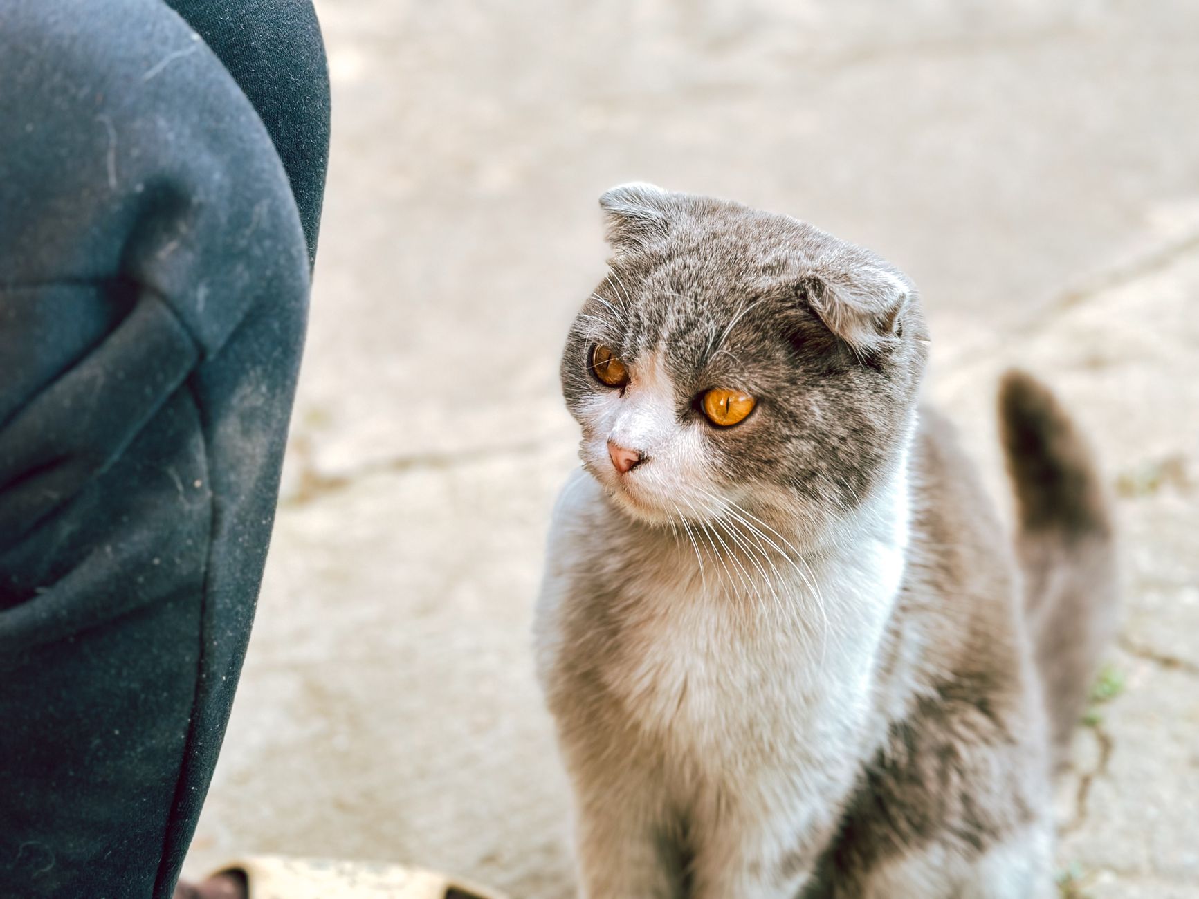 Scottish Fold