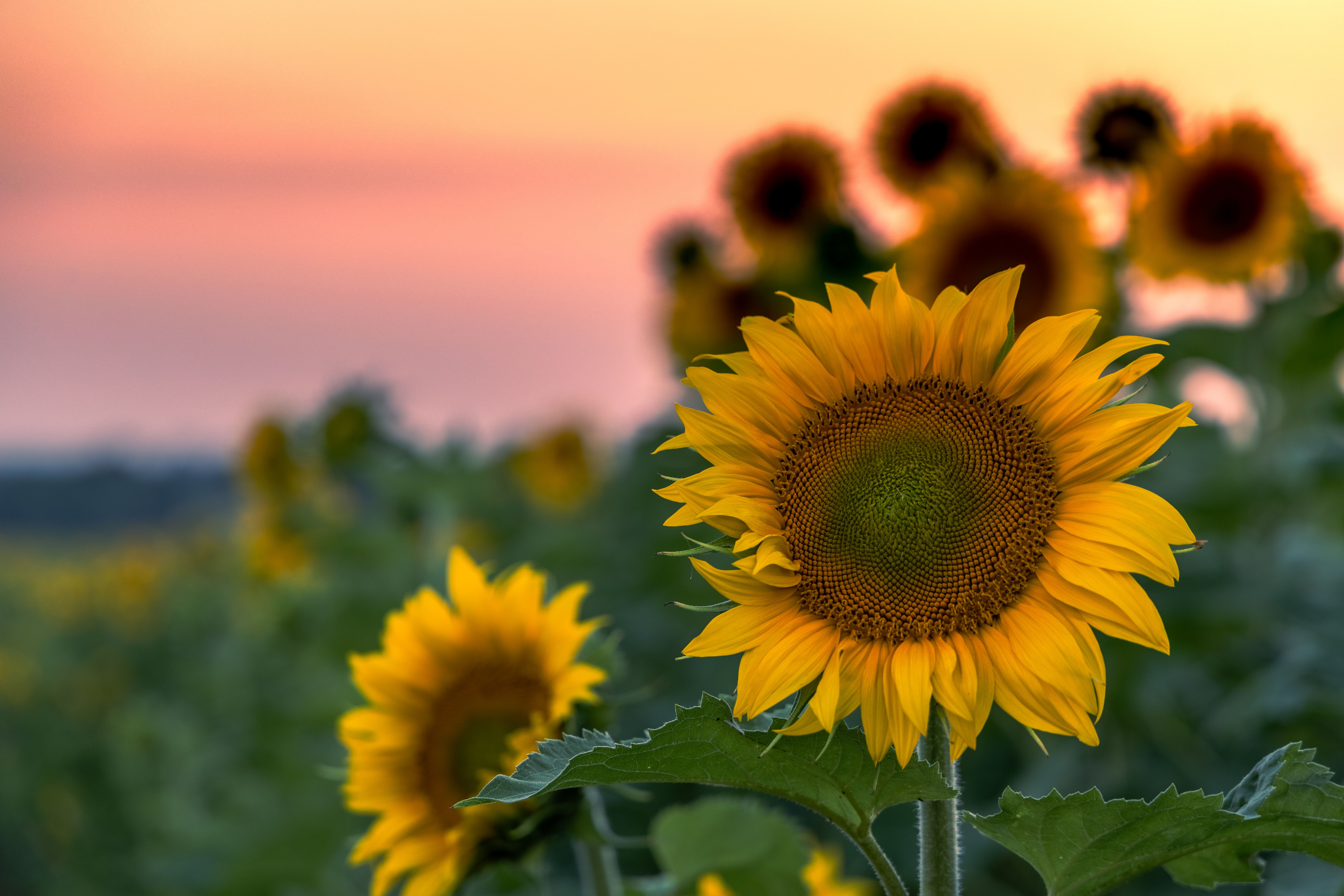 View of a Sunflower Field at Sunset · Free Stock Photo