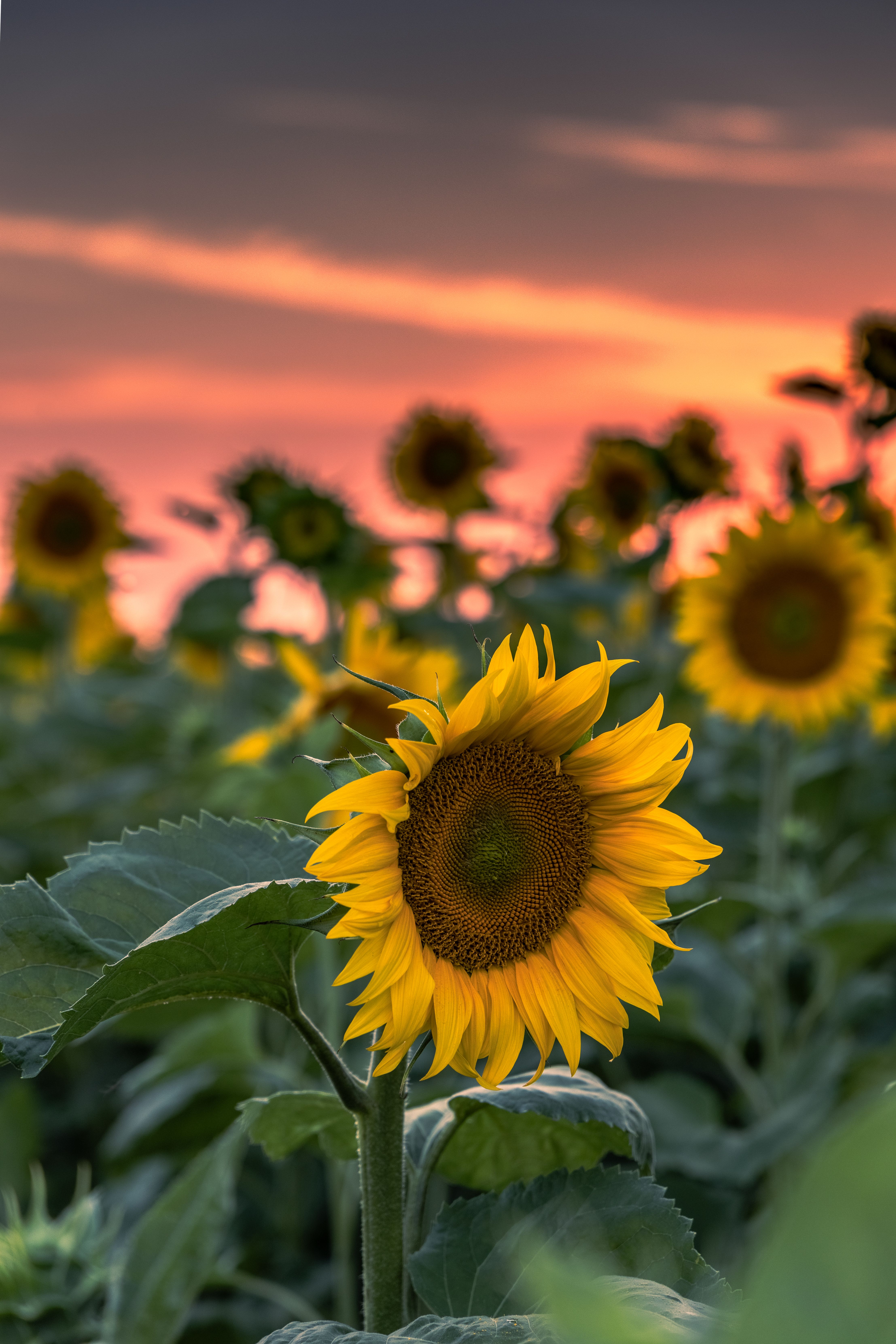 View of a Sunflower Field at Sunset · Free Stock Photo