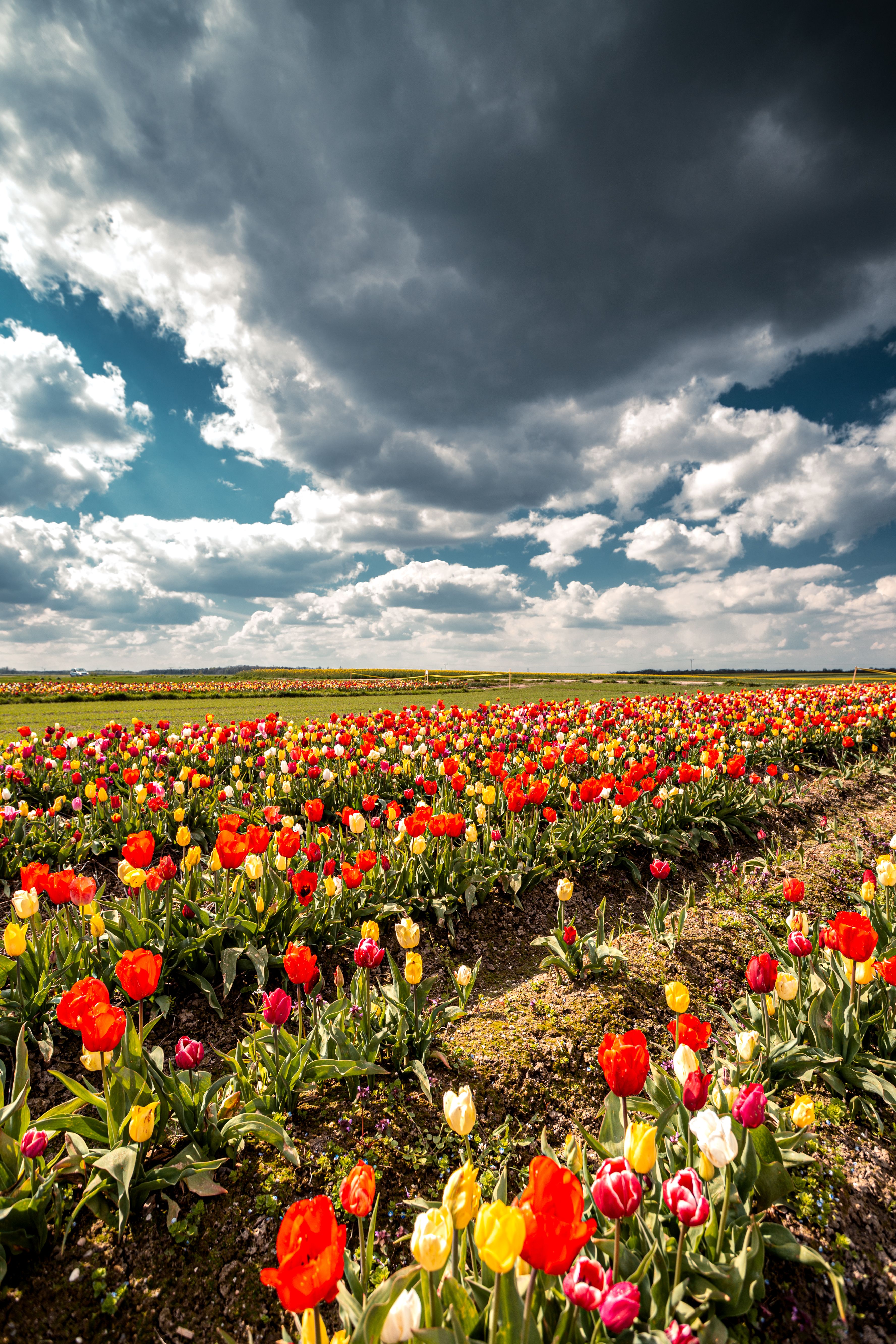 Vibrant Tulip Field Under Dramatic Sky in Poland · Free Stock Photo