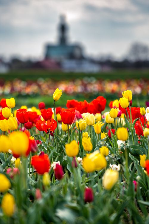 Free Colorful red and yellow tulip field in Poland, ideal for springtime landscapes. Stock Photo