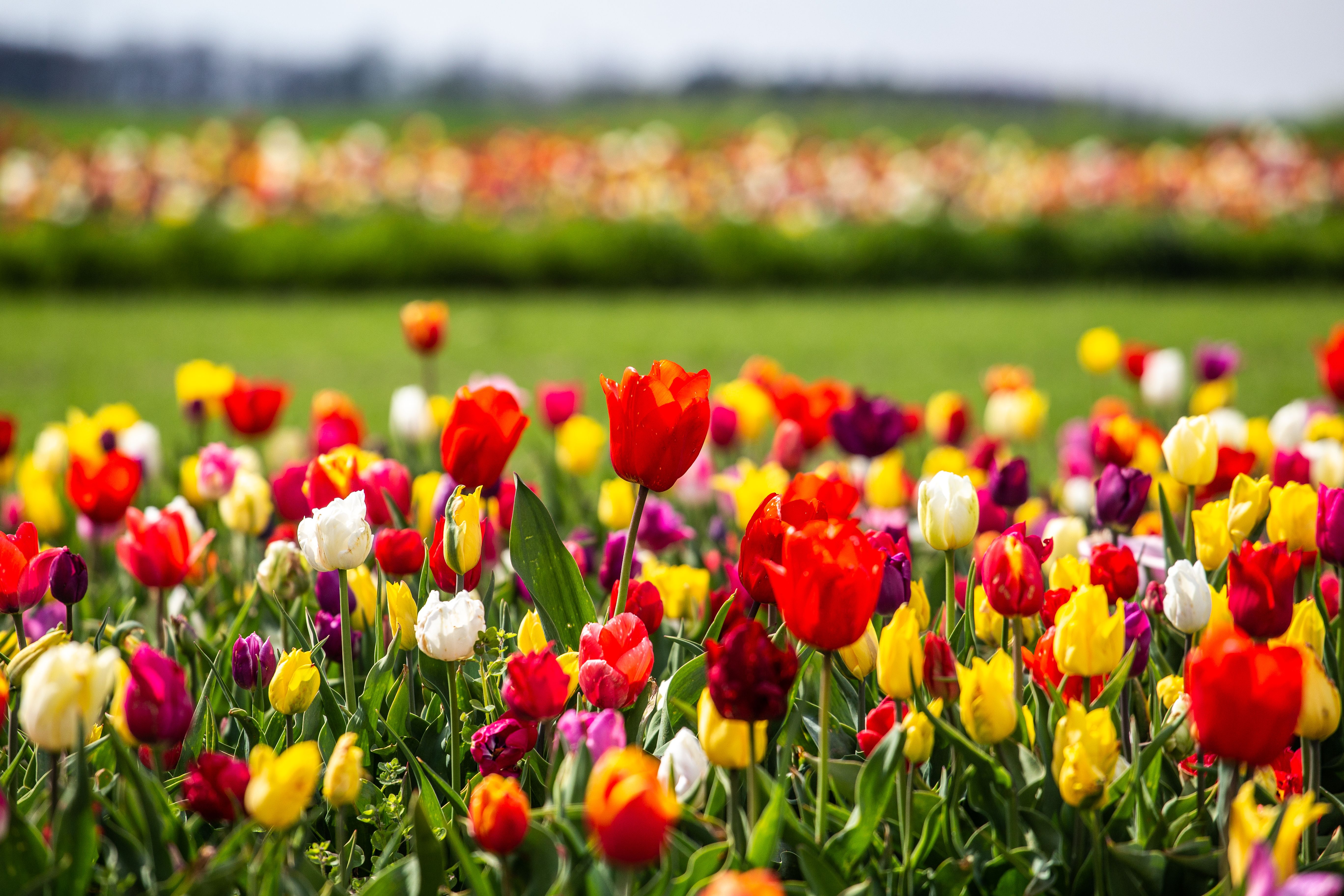 Colorful Tulip Field in Poland during Spring · Free Stock Photo