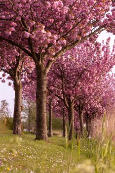 Gorgeous row of cherry blossom trees blooming in springtime, creating a stunning pink canopy.