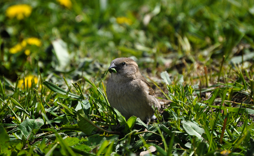 Free Close-up of a sparrow picking seeds from lush green grass on a sunny day. Stock Photo