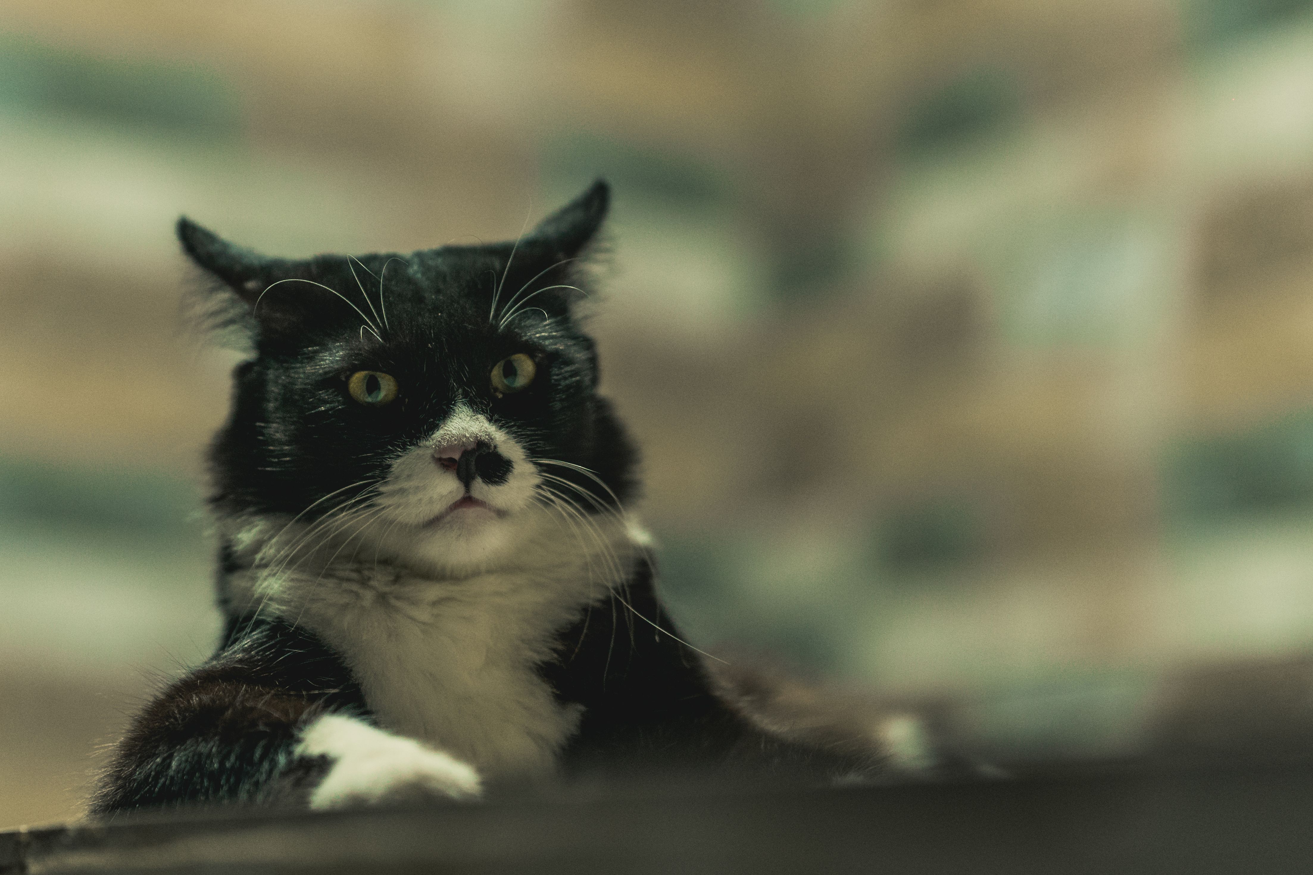 Black and White Domestic Cat Portrait · Free Stock Photo
