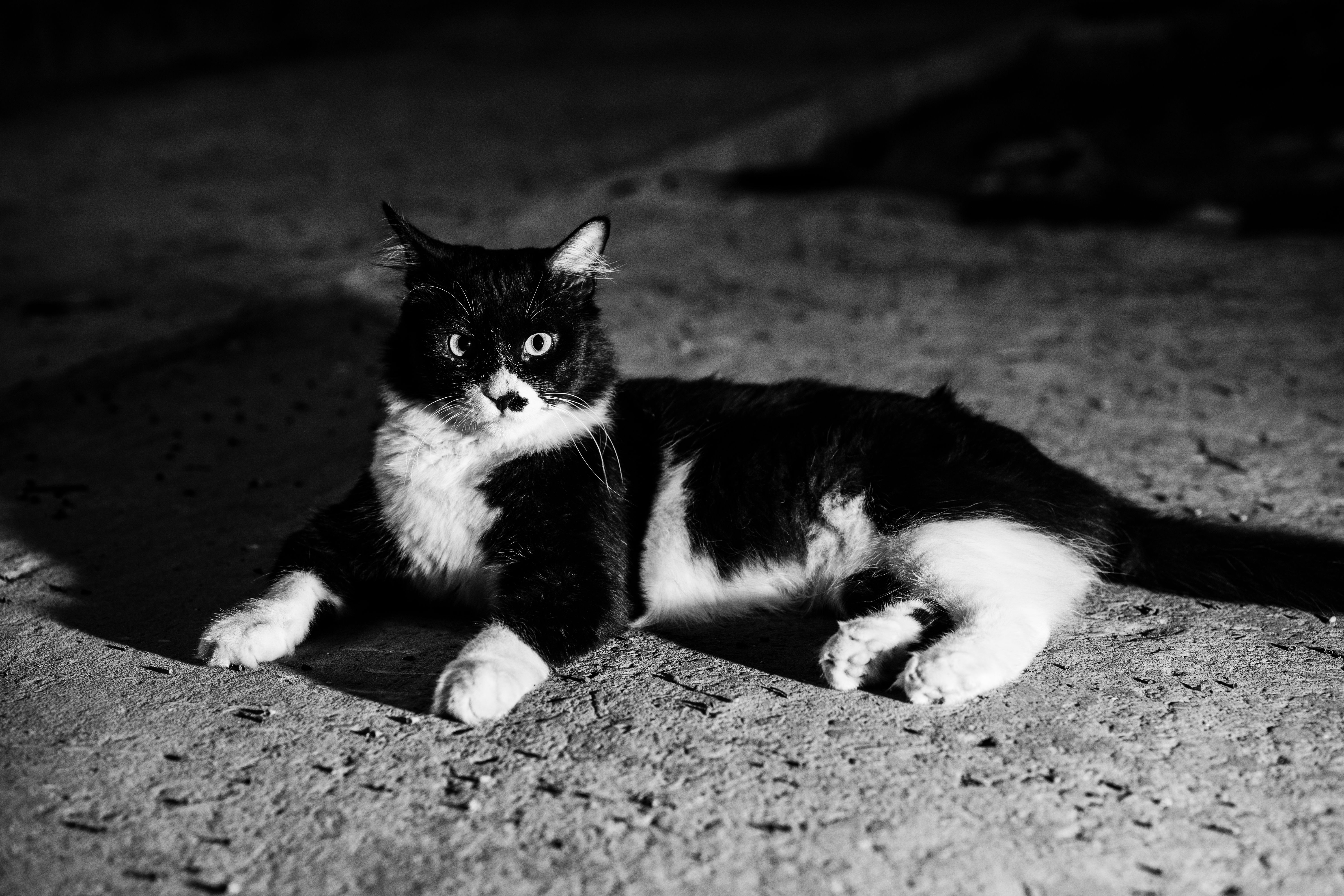  black and white cat