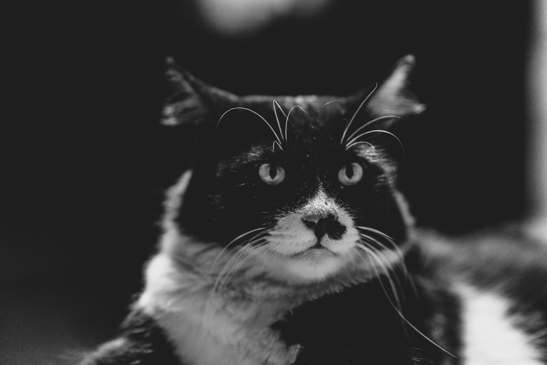 Veterinary care for a cat