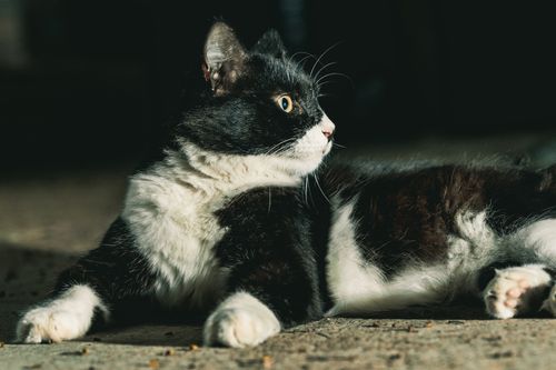 Free Cozy black and white cat lounging indoors in Faridpur, Bangladesh. Stock Photo