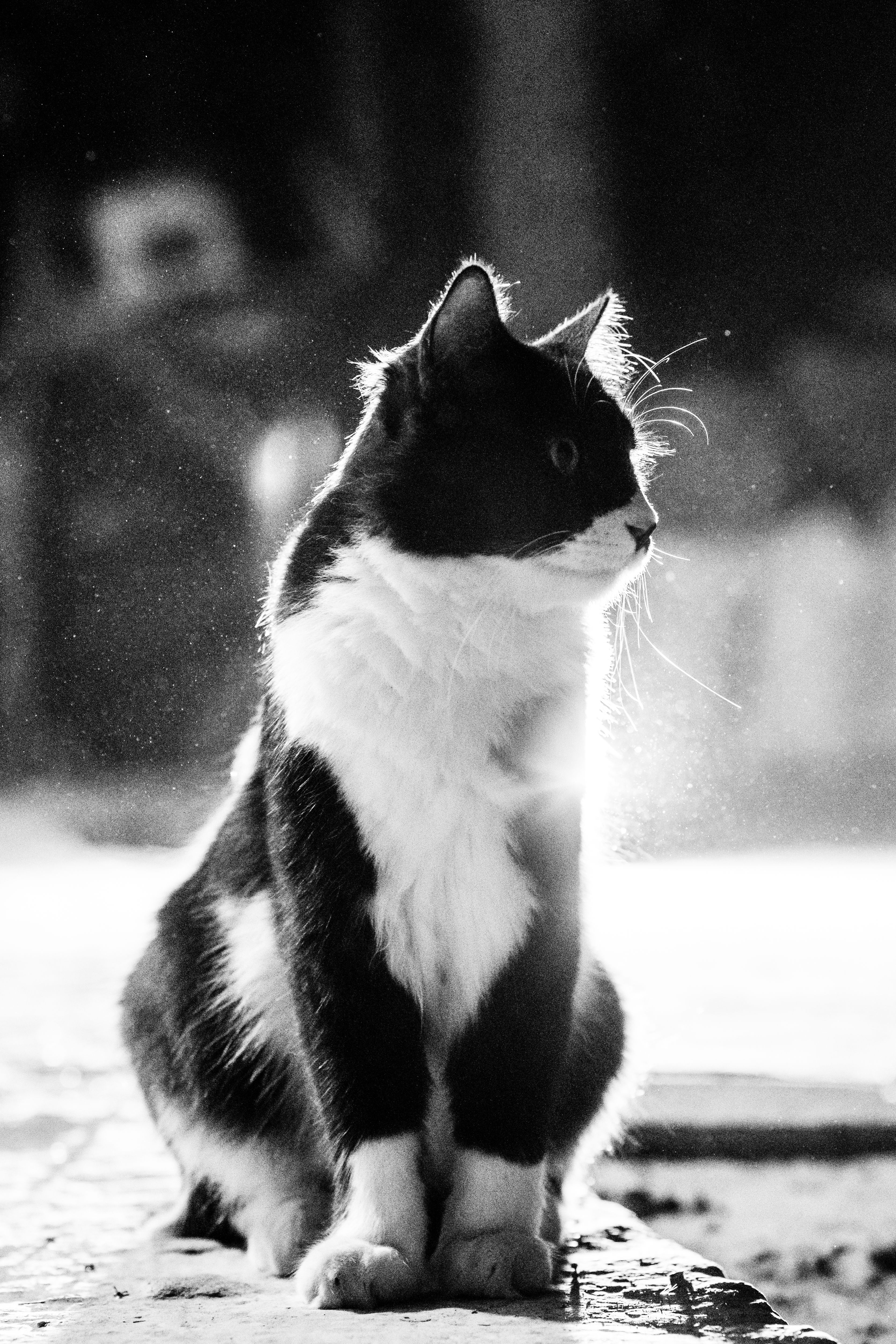 Elegant Black and White Cat Portrait in Soft Light · Free Stock Photo