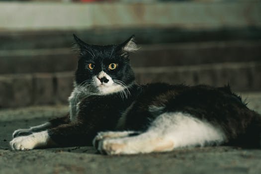 A cute black and white cat lounging on stone steps, captured in a serene moment.