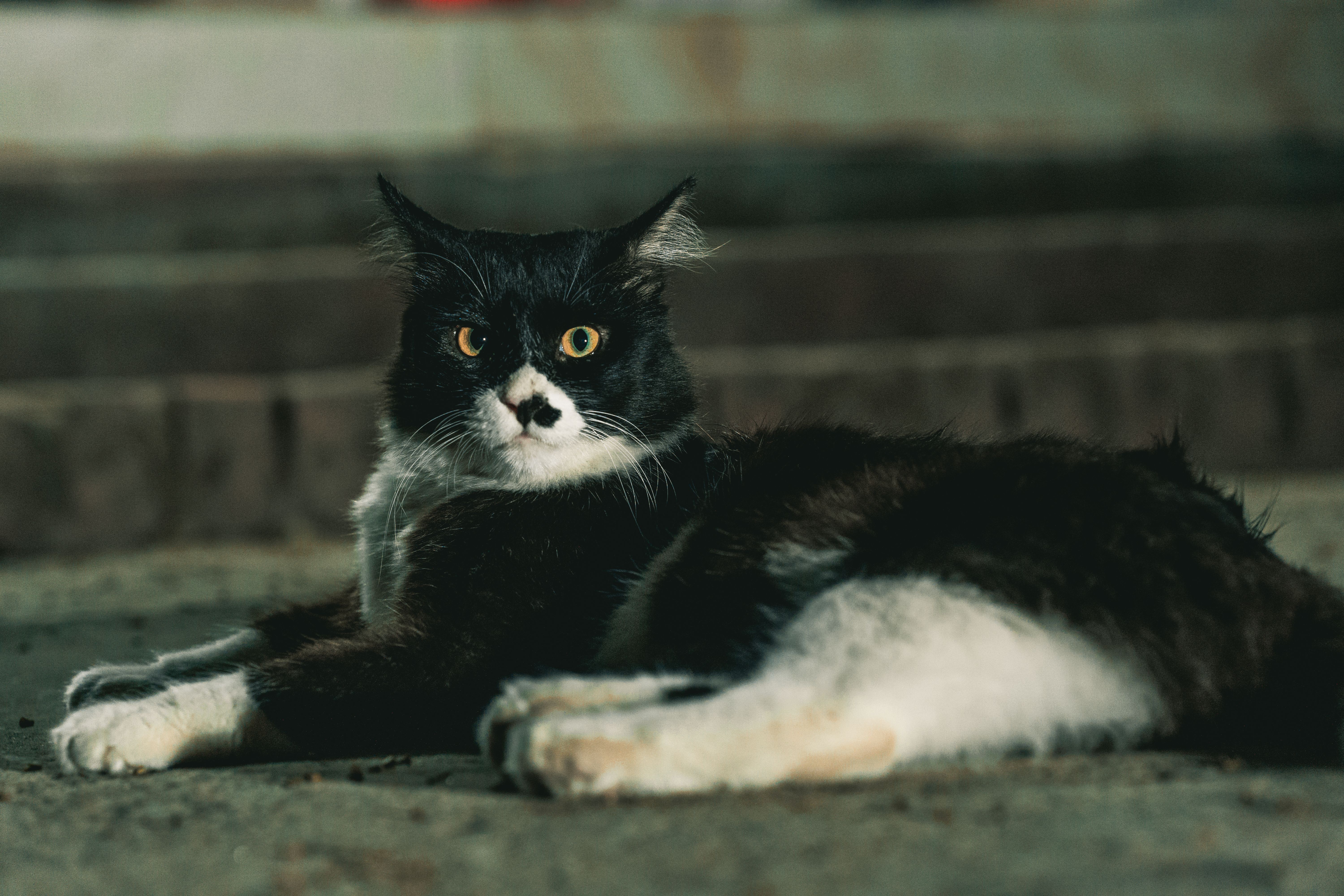 Black and White Cat Relaxing on Steps · Free Stock Photo