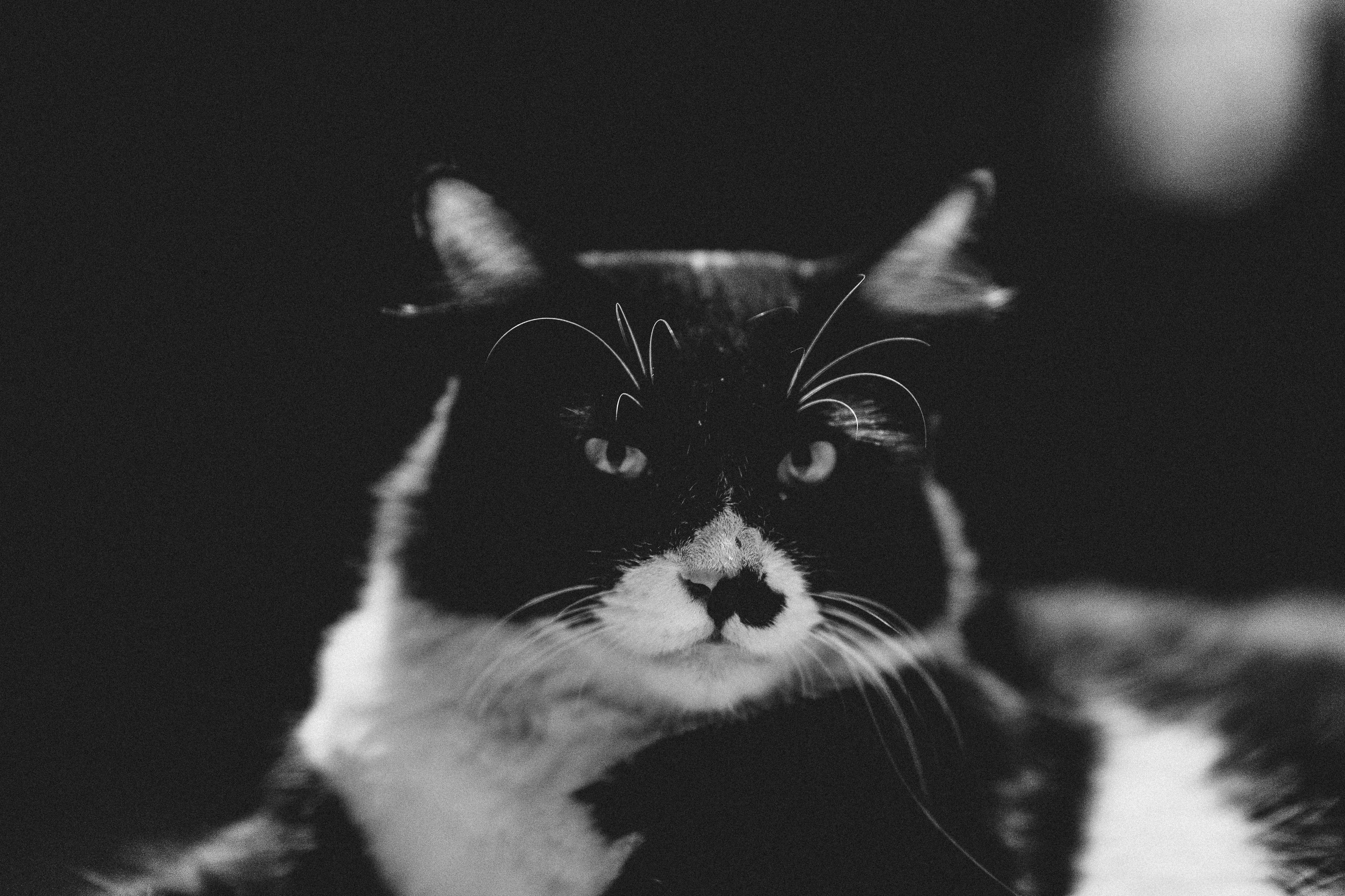 Portrait of a cat at a veterinary clinic
