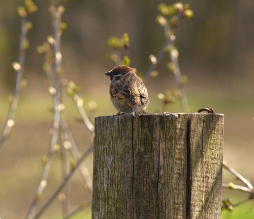 Free A house sparrow sitting on a wooden post with budding branches in spring sunlight. Stock Photo