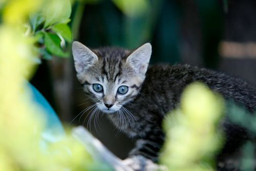 Free Cute tabby kitten with blue eyes surrounded by lush greenery, captured outdoors. Stock Photo
