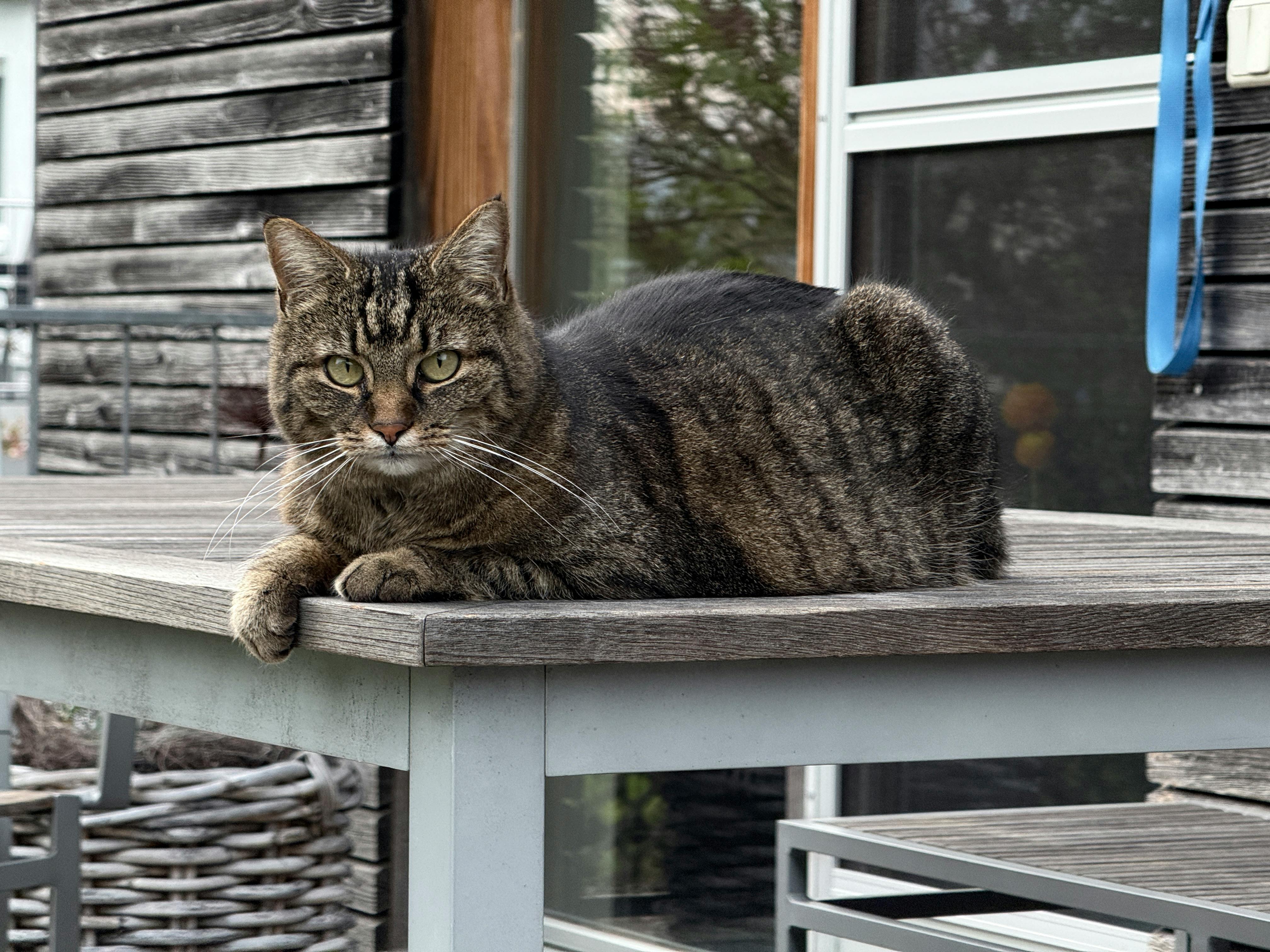 World Cat Vaccine - Market Analysis, Forecast, Size, Trends and Insights - IndexBox — Photo by River Augustin on Pexels
