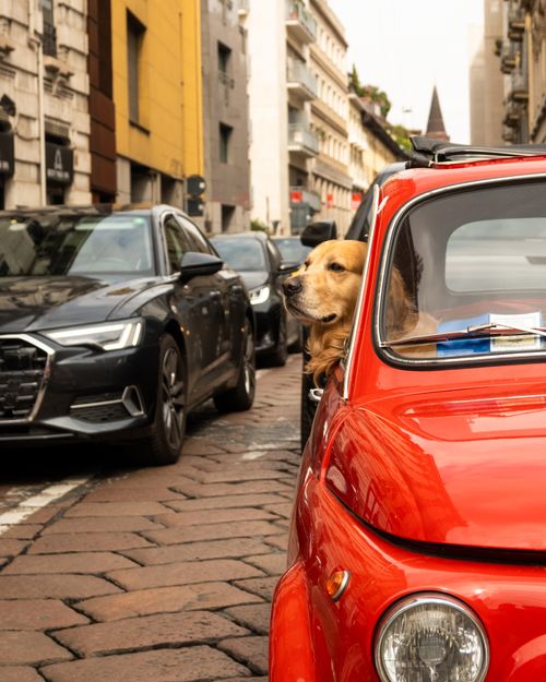 Free A golden retriever enjoys a city ride in a classic red car, capturing urban charm and travel vibes. Stock Photo