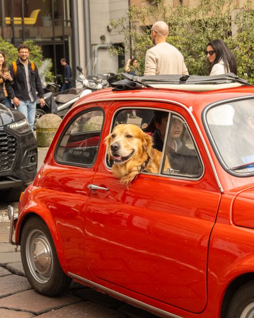 Free A golden retriever enjoys a ride in a charming vintage red car on a lively city street. Stock Photo