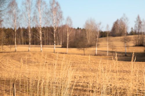 Free Golden fields and birch trees under a clear blue sky in Straupe, Latvia. Stock Photo