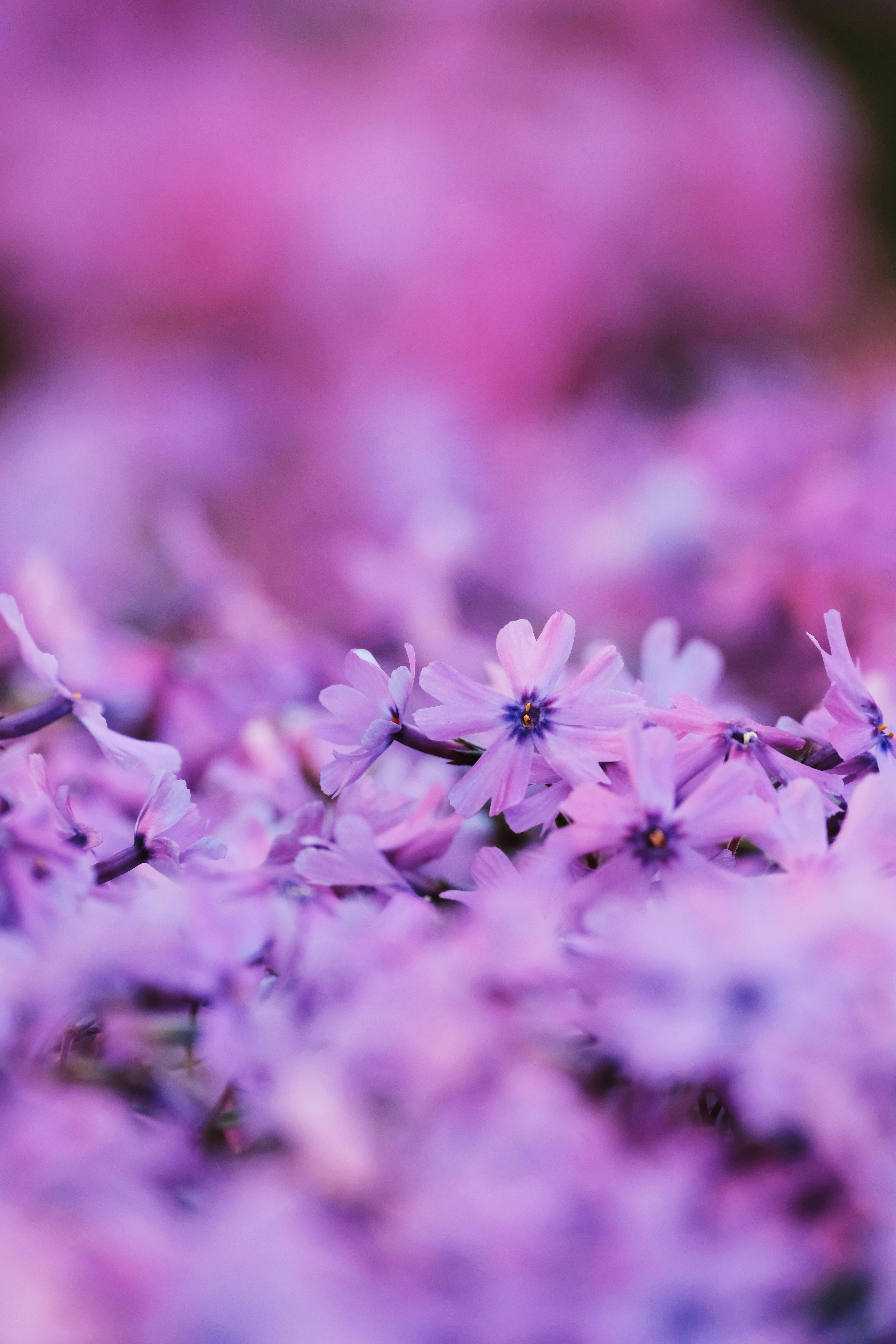 Close-up of vibrant purple phlox flowers blooming in spring garden.