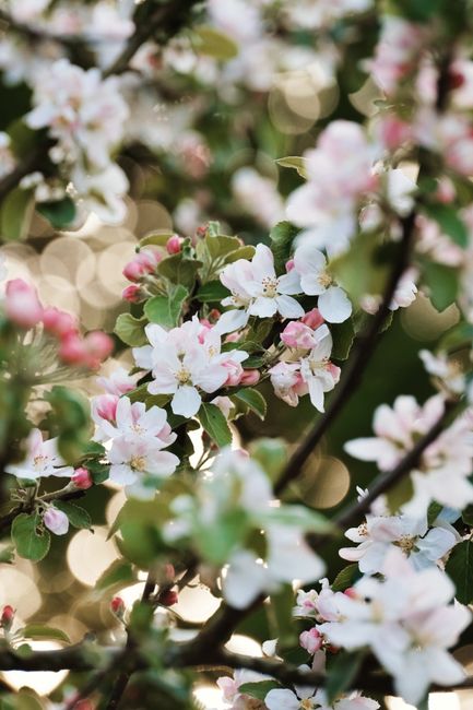 Delicate pink and white apple blossoms blooming in spring, bokeh background.
