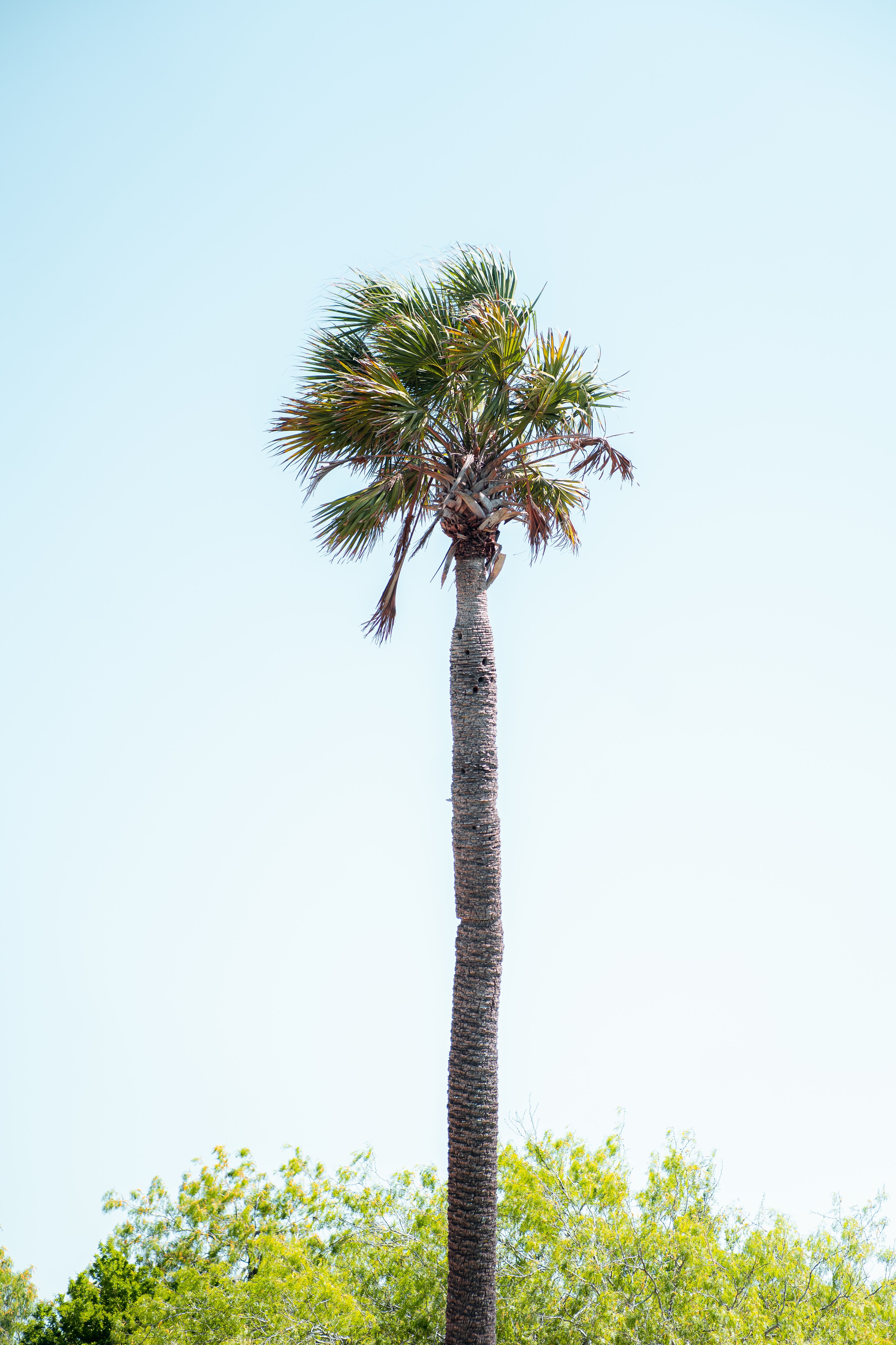 A tranquil view of a palm tree against a clear blue sky in Corpus Christi, perfect for travel inspirations.