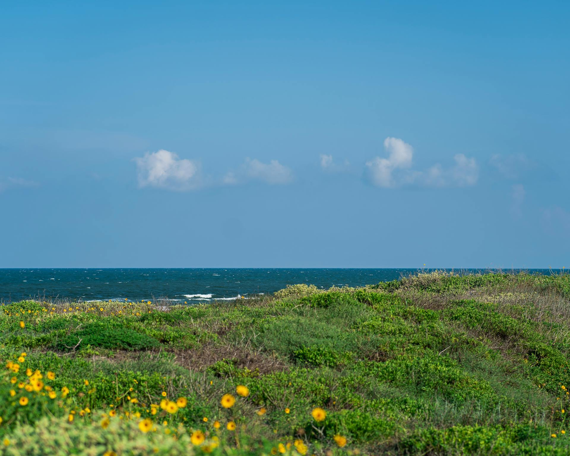 Peaceful coastal scene in Corpus Christi, Texas with wildflowers and ocean horizon.