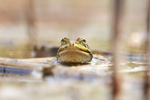 « Frogs » : le nouveau sobriquet des marchés pour la France en crise de dette